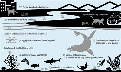 Toxoplasma gondii seroprevalence in the endangered Australian sea lion (Neophoca cinerea)